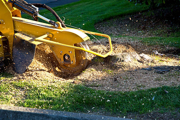 Why Choose Our Tree Removal Services in Tehachapi, CA?